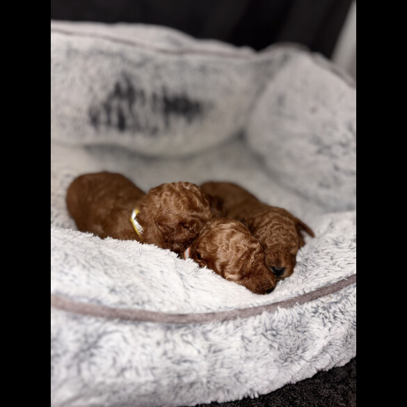 Cockapoo