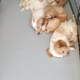 Cockapoo