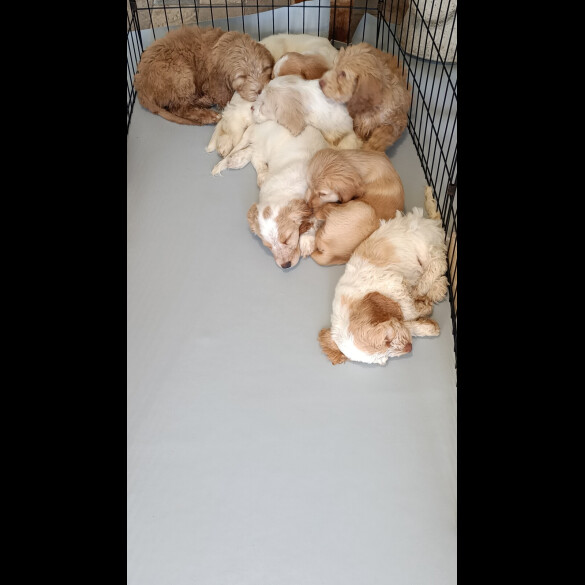 Cockapoo