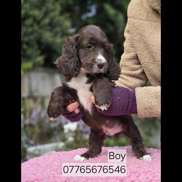 Cockapoo