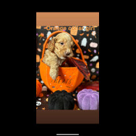 Cockapoo