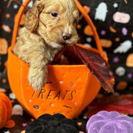 Cockapoo