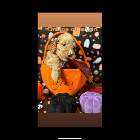 Cockapoo