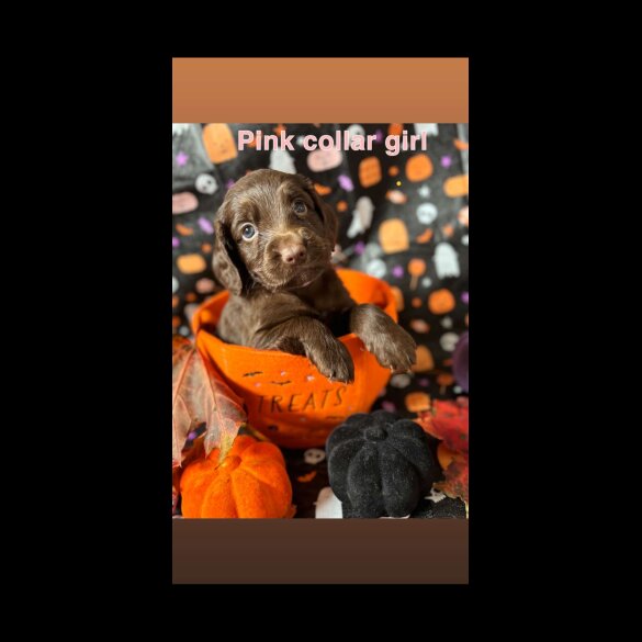 Cockapoo