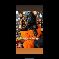 Cockapoo