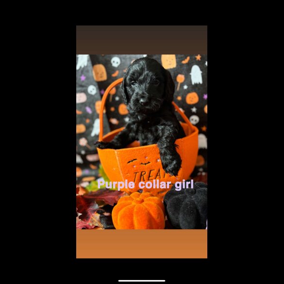 Cockapoo