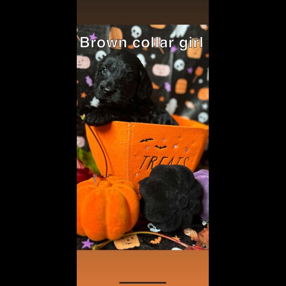 Cockapoo