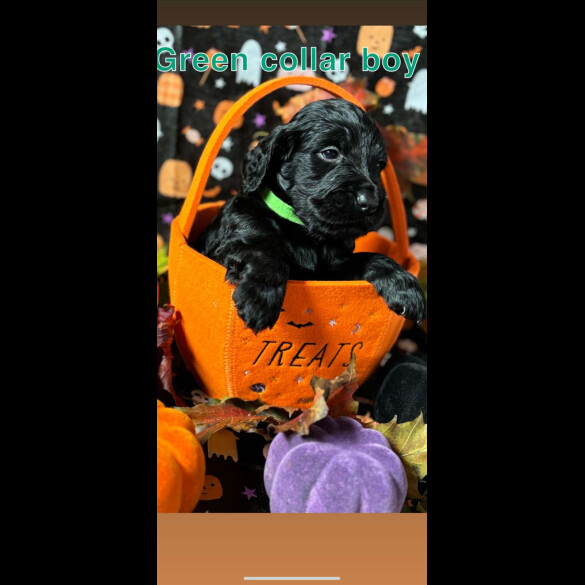 Cockapoo
