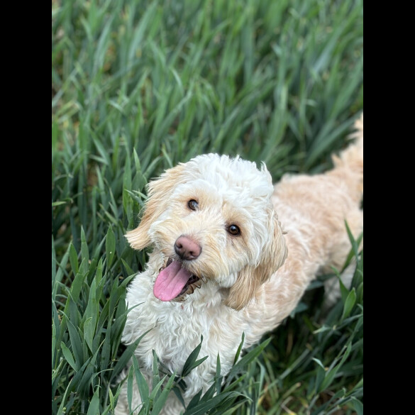 Cockapoo