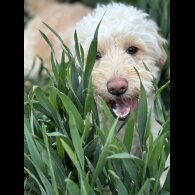 Cockapoo