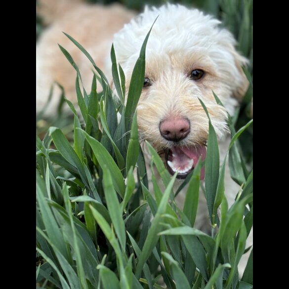 Cockapoo