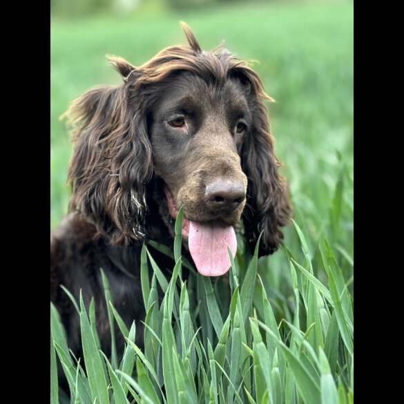 Cockapoo