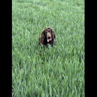 Cockapoo