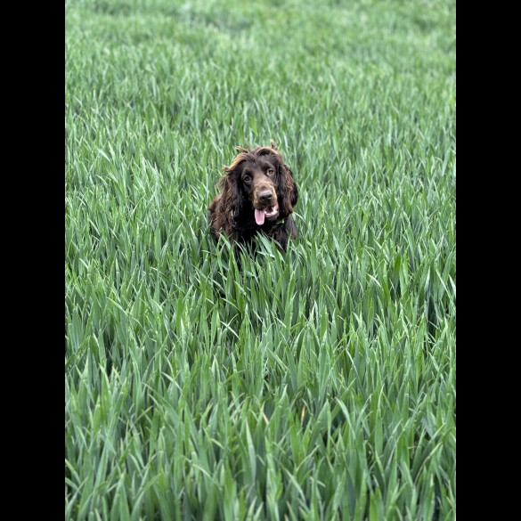 Cockapoo