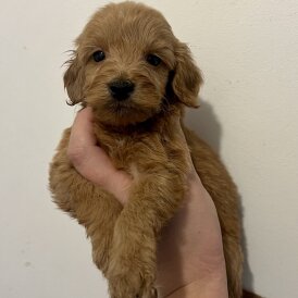 Cockapoo