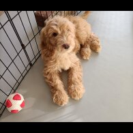 Cockapoo