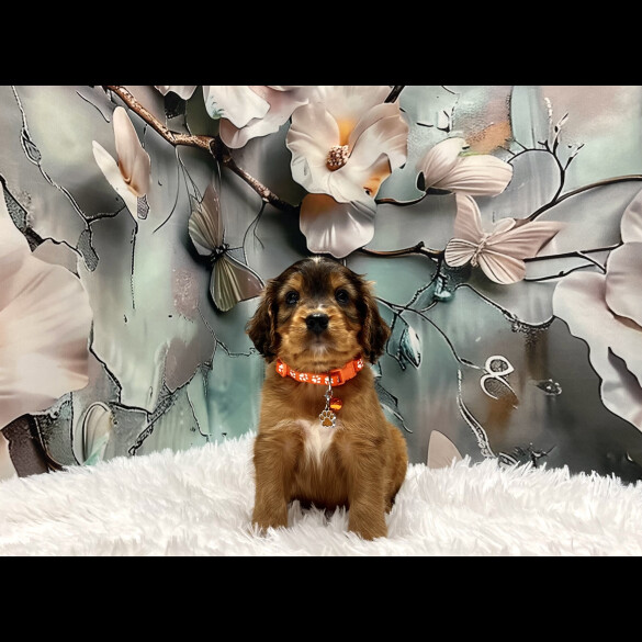 Cockapoo - Both