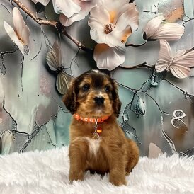 Cockapoo - Both