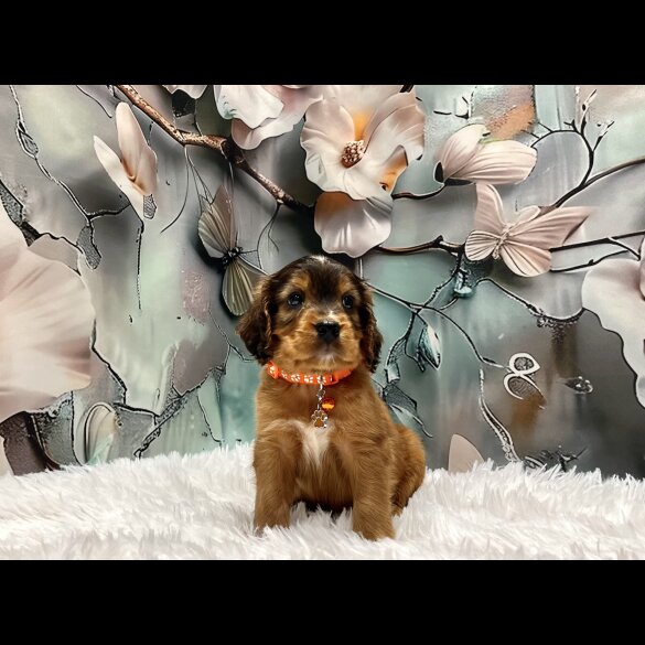 Cockapoo - Both