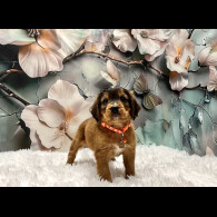 Cockapoo - Both