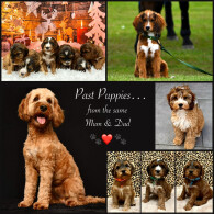 Cockapoo - Both