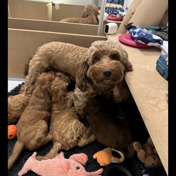 Cockapoo