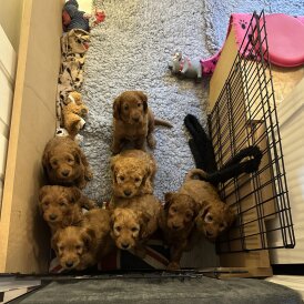 Cockapoo