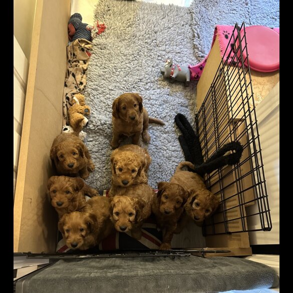 Cockapoo