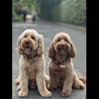 Cockapoo