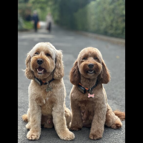 Cockapoo
