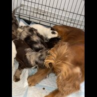 Cockapoo