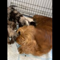 Cockapoo