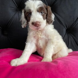 Cockapoo