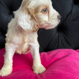 Cockapoo