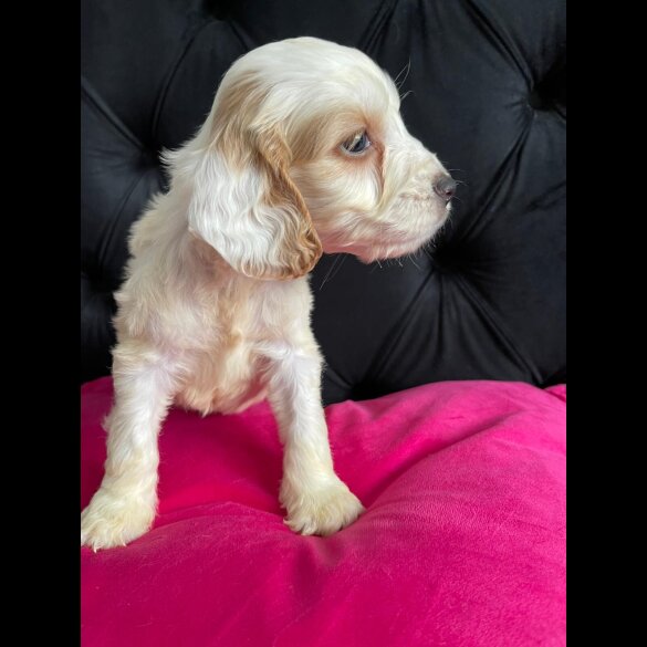 Cockapoo