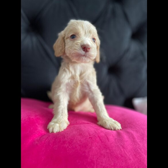 Cockapoo
