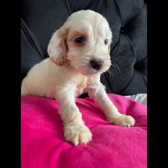 Cockapoo