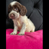 Cockapoo