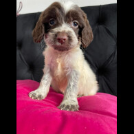 Cockapoo