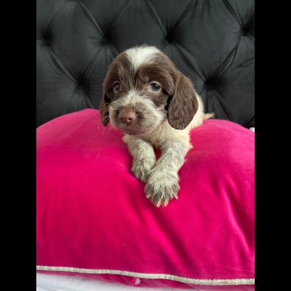Cockapoo