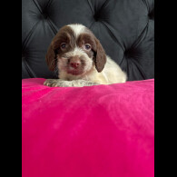 Cockapoo