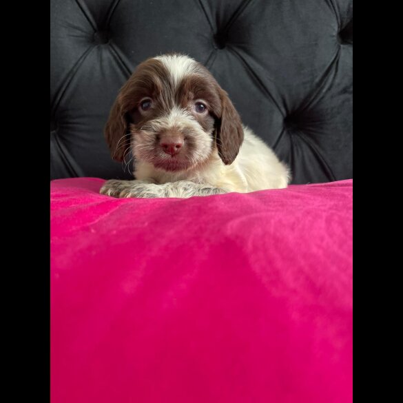 Cockapoo