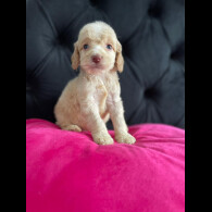 Cockapoo