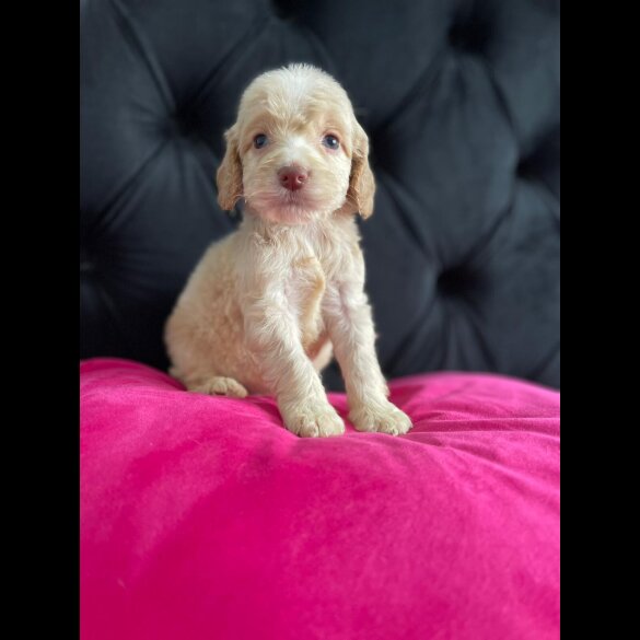 Cockapoo