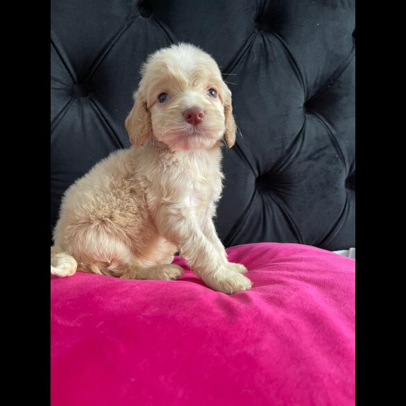 Cockapoo