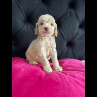 Cockapoo