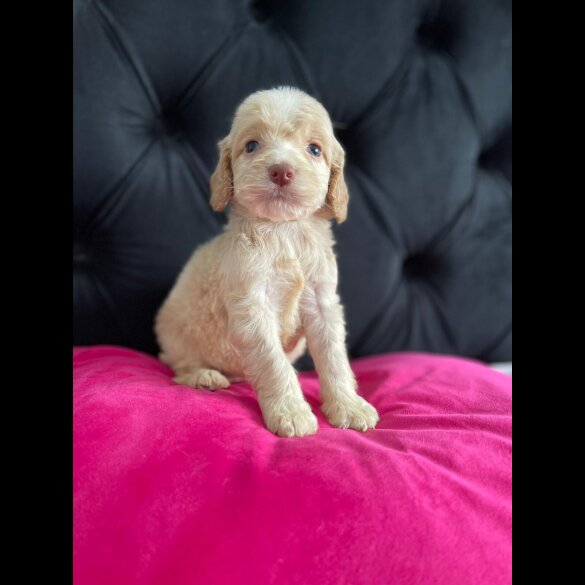 Cockapoo