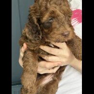 Cockapoo