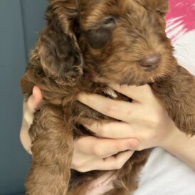 Cockapoo