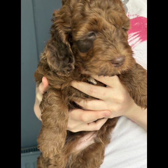 Cockapoo